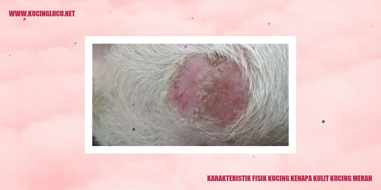 Karakteristik Fisik Kucing kenapa kulit kucing merah