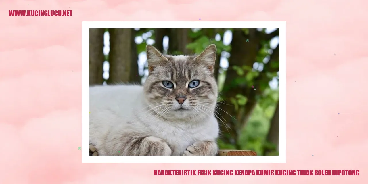 Kucing dengan Kumis yang Panjang dan Menggemaskan