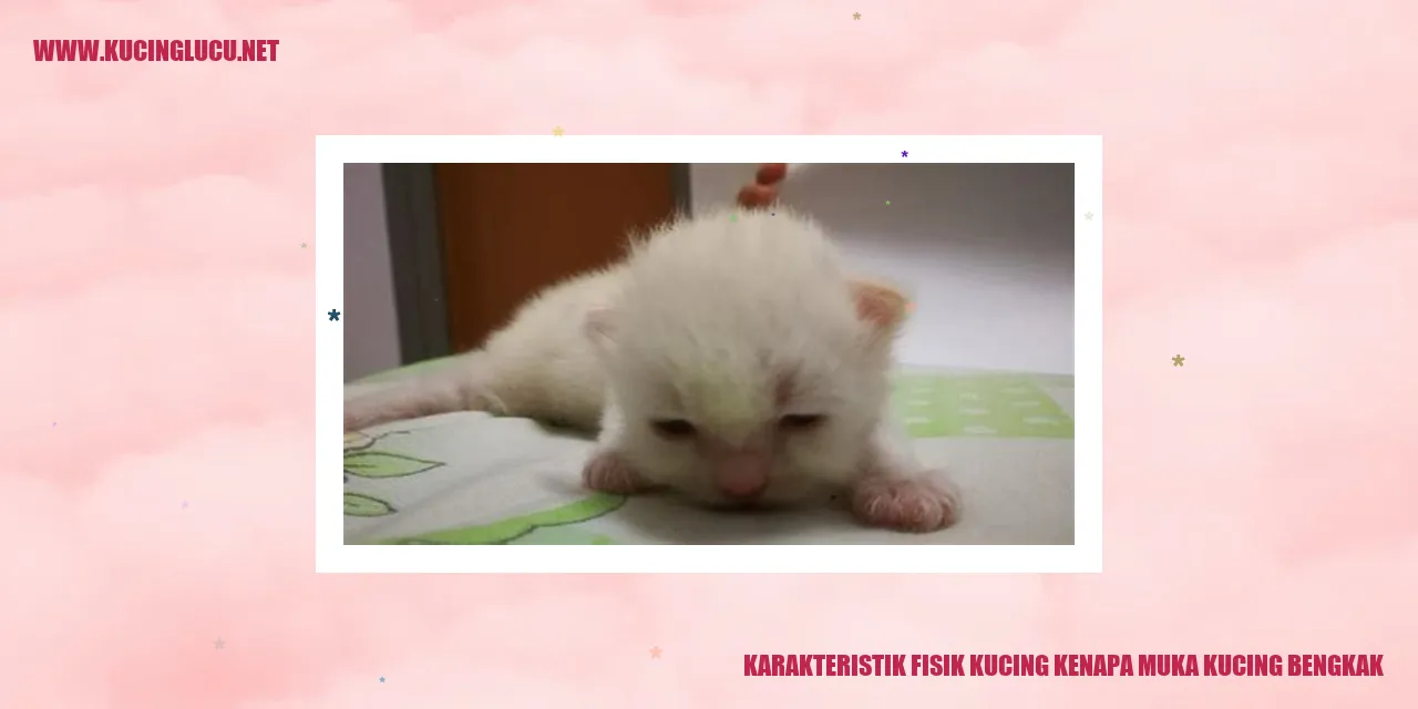 Gambar Muka Kucing Bengkak