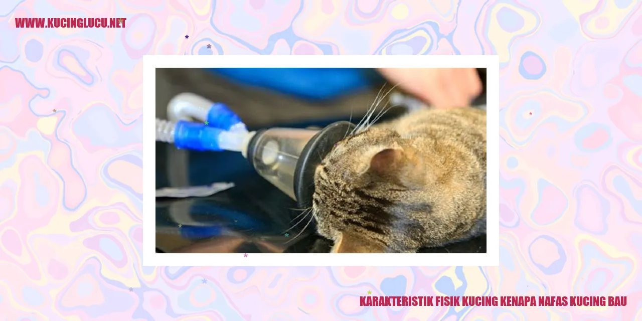 Kucing Menyapu Lidah untuk Membersihkan Diri
