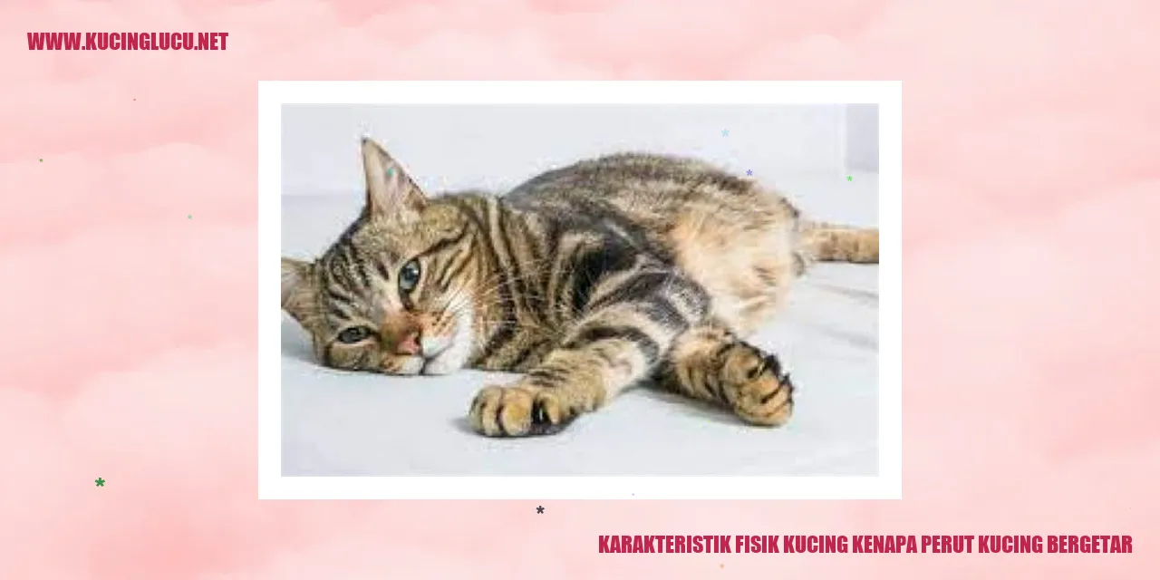 gambar kucing