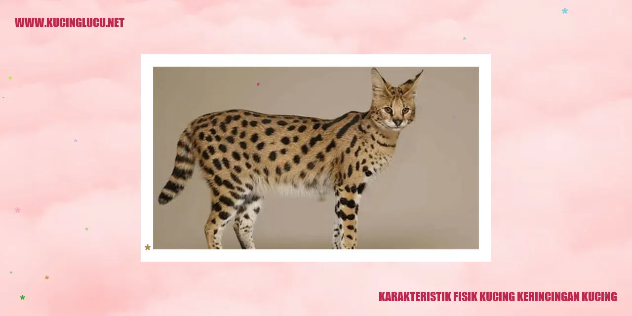 Kucing Kerincingan yang Menggemaskan