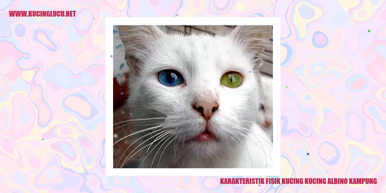 Gambar kucing albino kampung