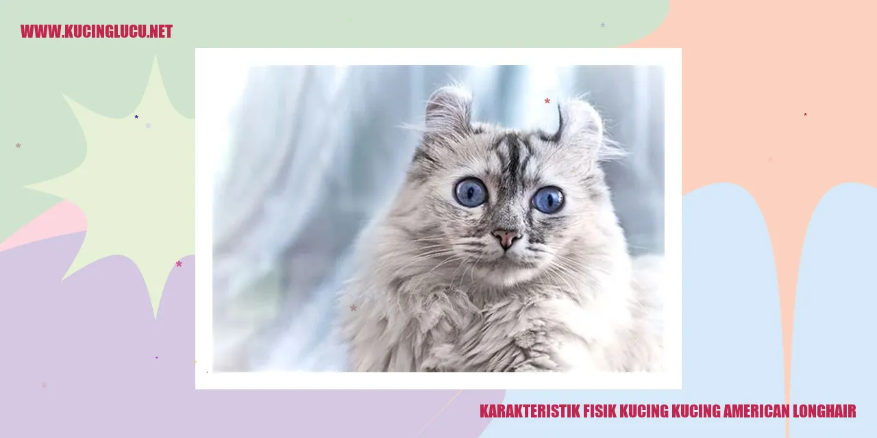 Karakteristik Fisik Kucing American Longhair