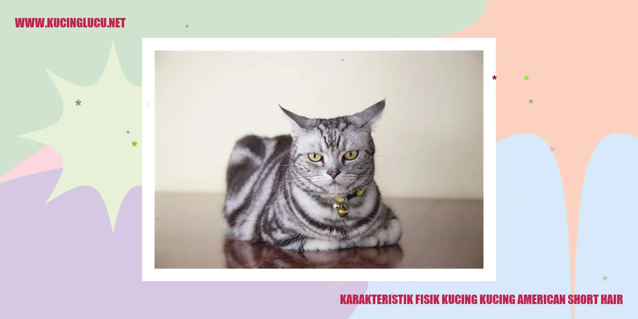 gambar kucing American Shorthair