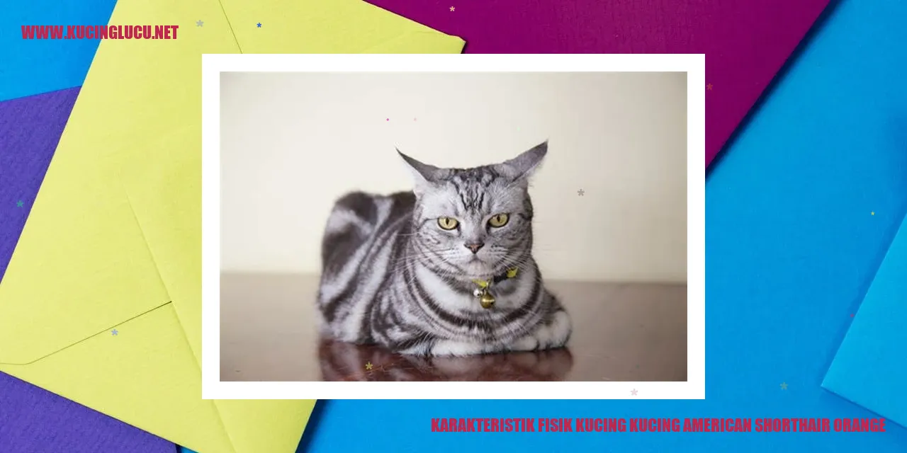 Kucing American Shorthair Orange