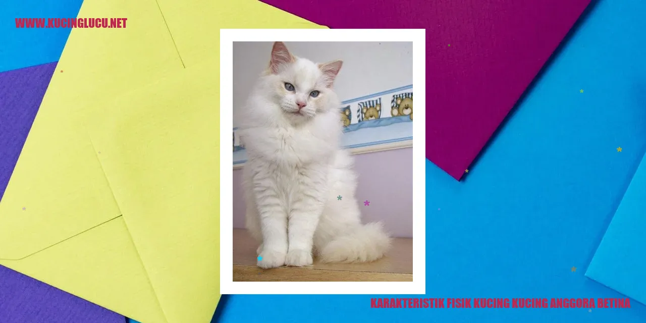 Kucing Anggora Betina