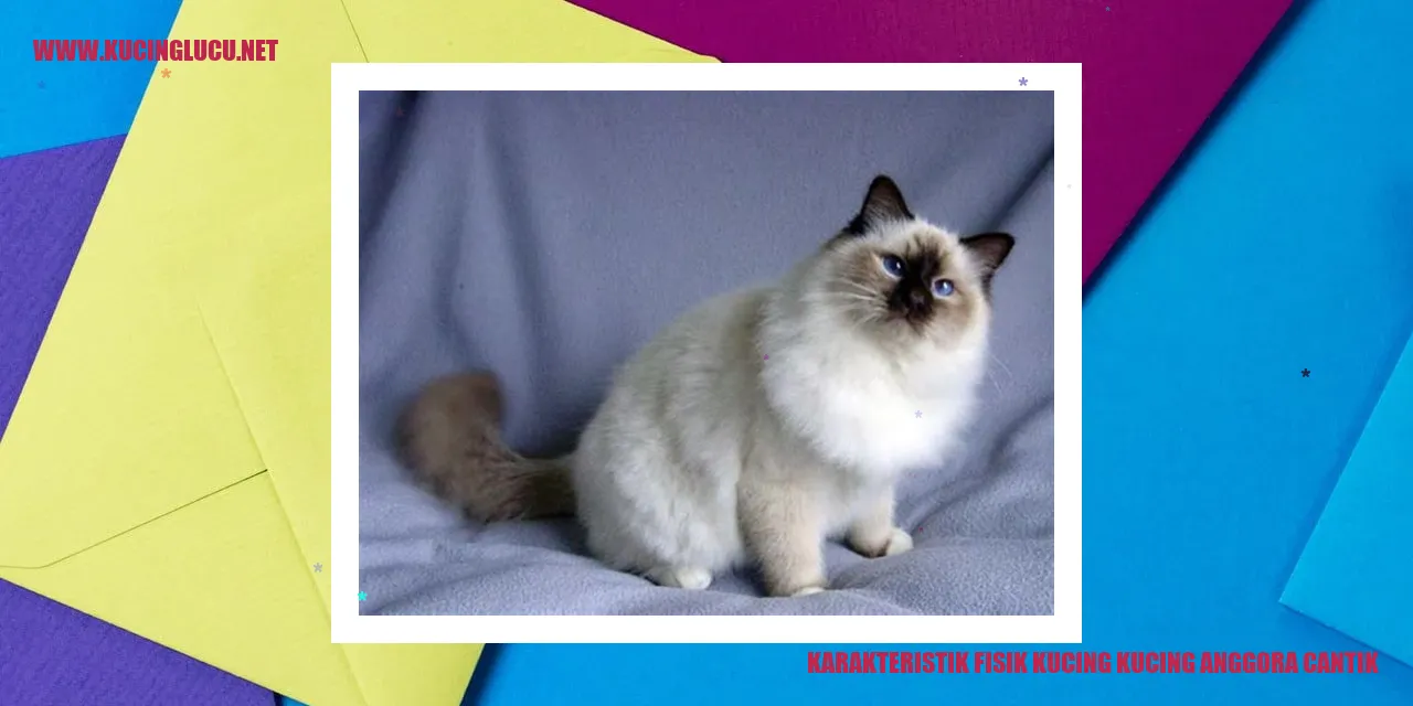 Kucing Anggora Cantik