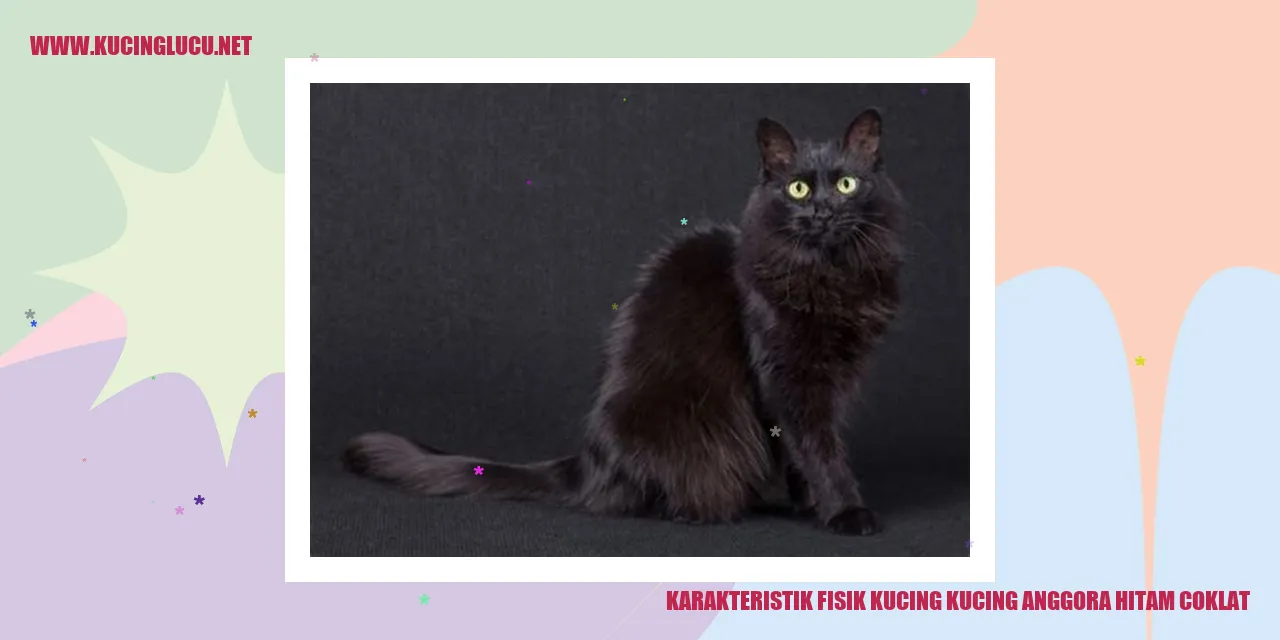 Kucing Angora Hitam Coklat