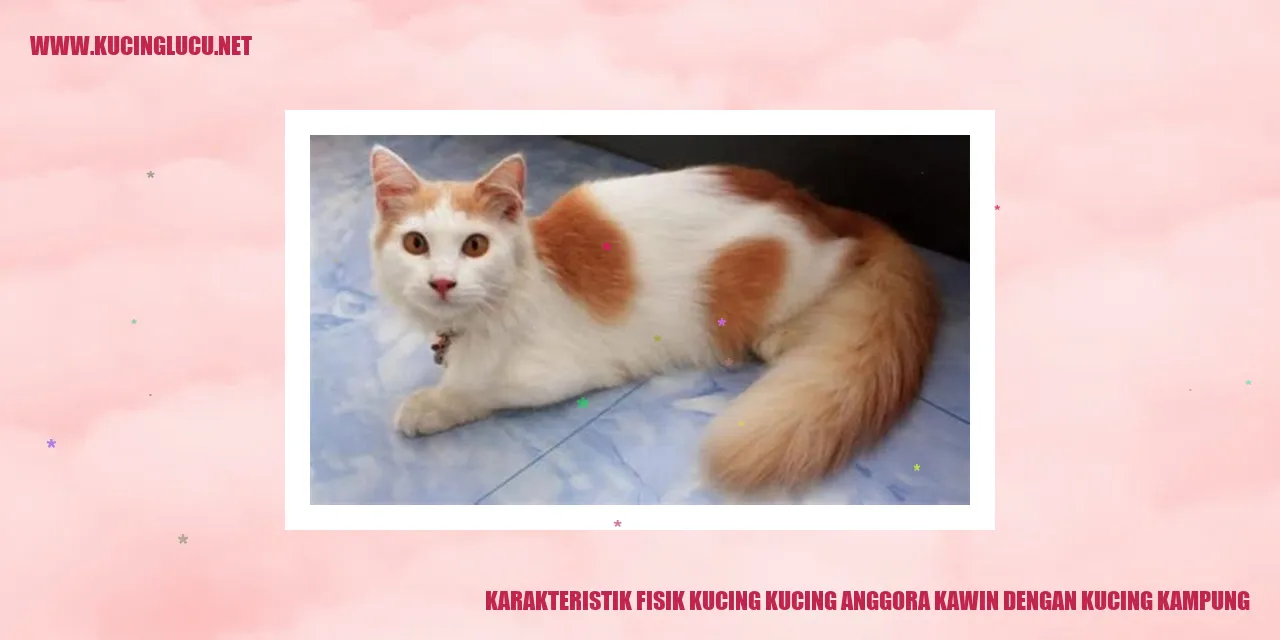 Gambar Kucing Anggora dan Kucing Kampung