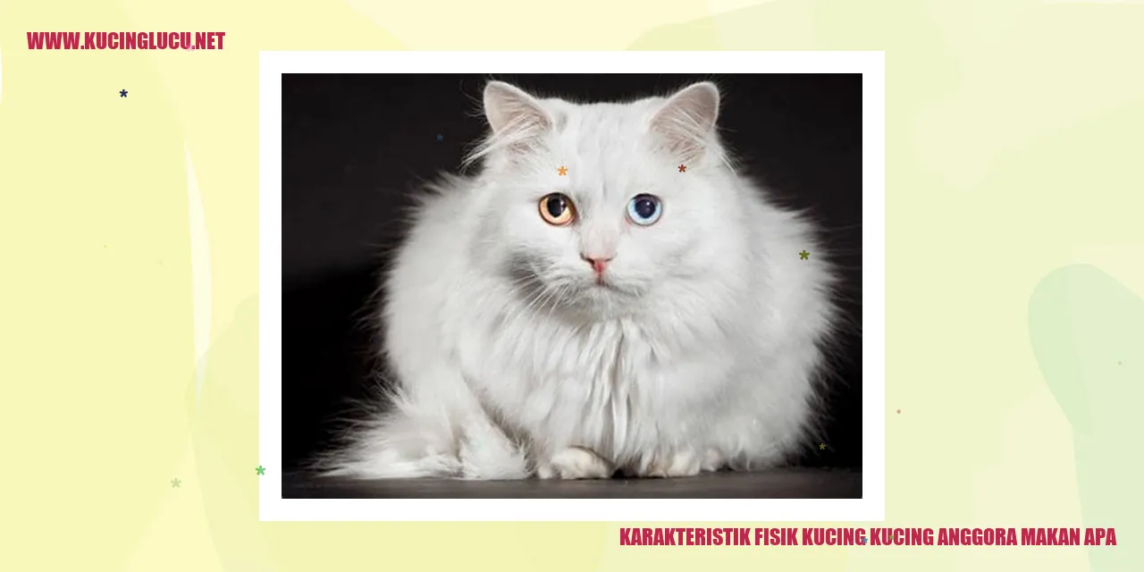 Foto Kucing Anggora