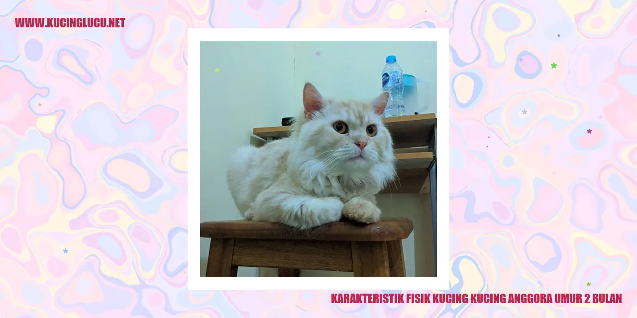 Karakteristik Fisik Kucing Anggora Umur 2 Bulan