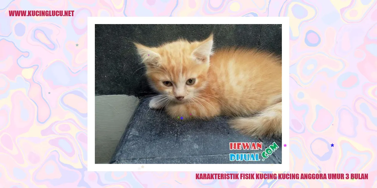 Karakteristik Fisik Kucing Anggora Umur 3 Bulan