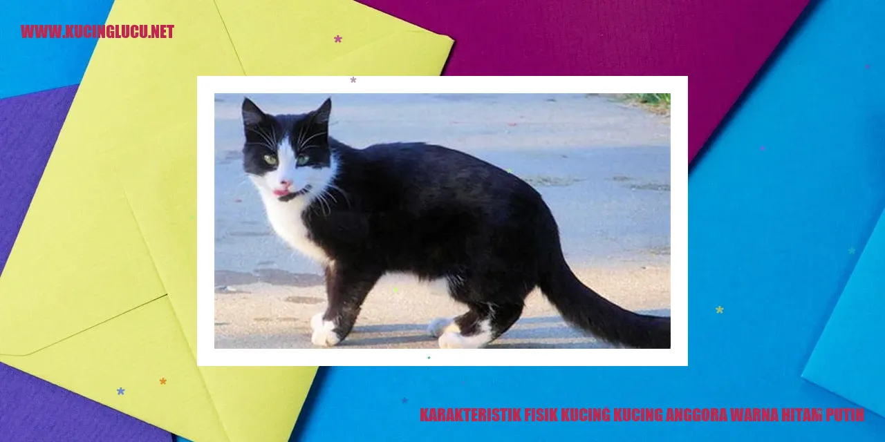 Karakteristik Fisik Kucing anggora warna hitam putih