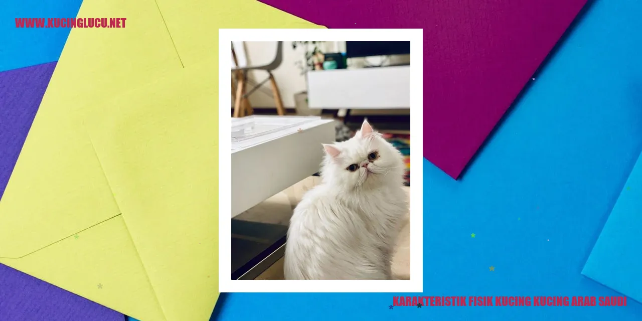 Karakteristik Fisik Kucing Arab Saudi