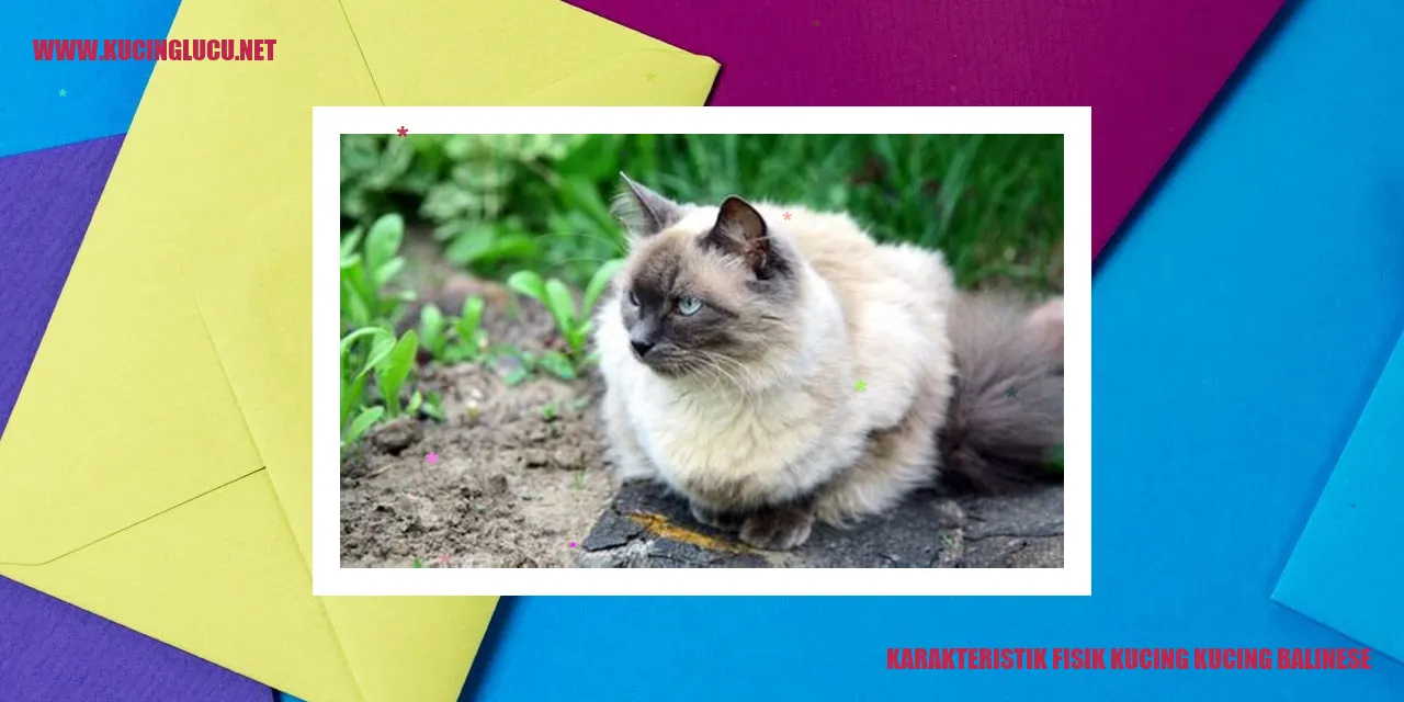 Kucing Balinese
