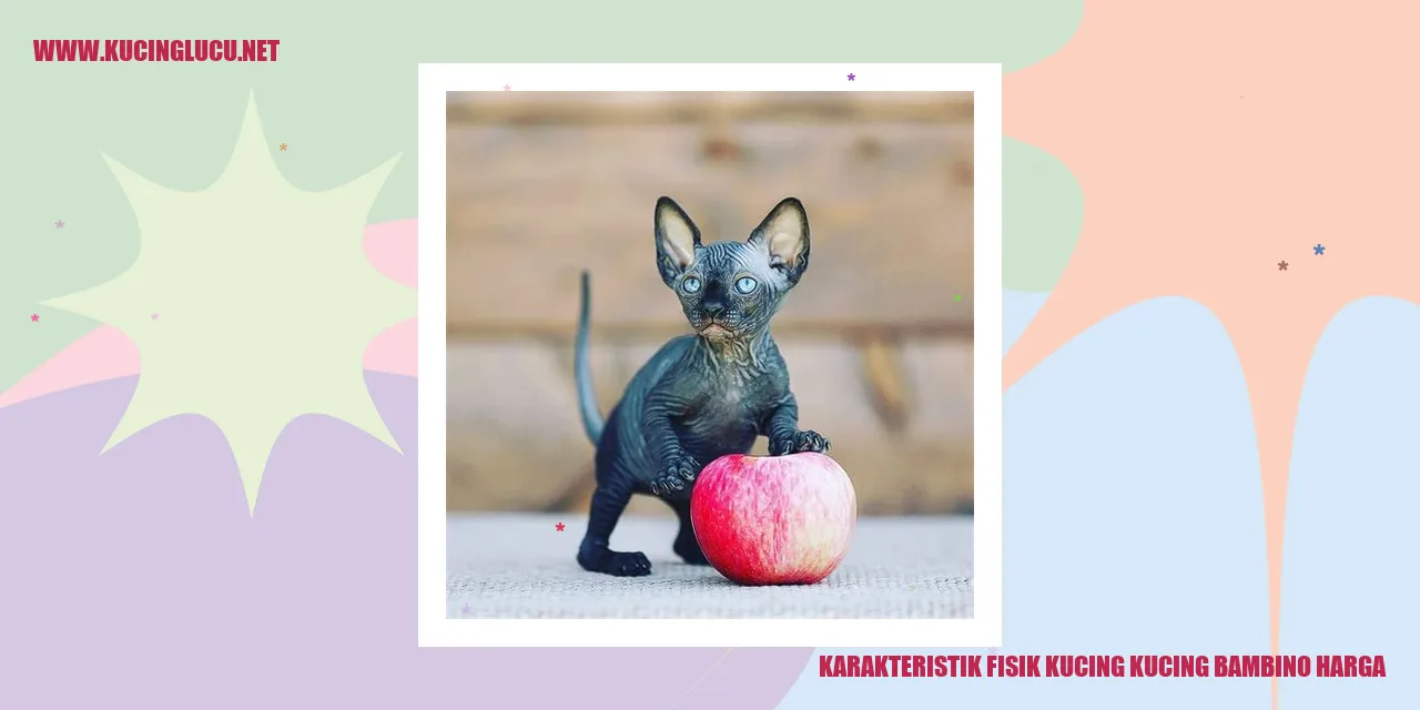 Kucing Bambino