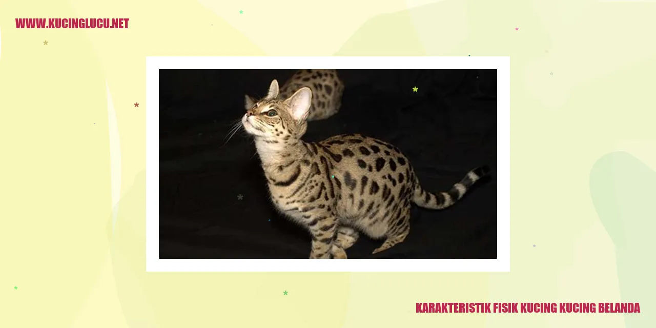 Gambar Kucing Belanda