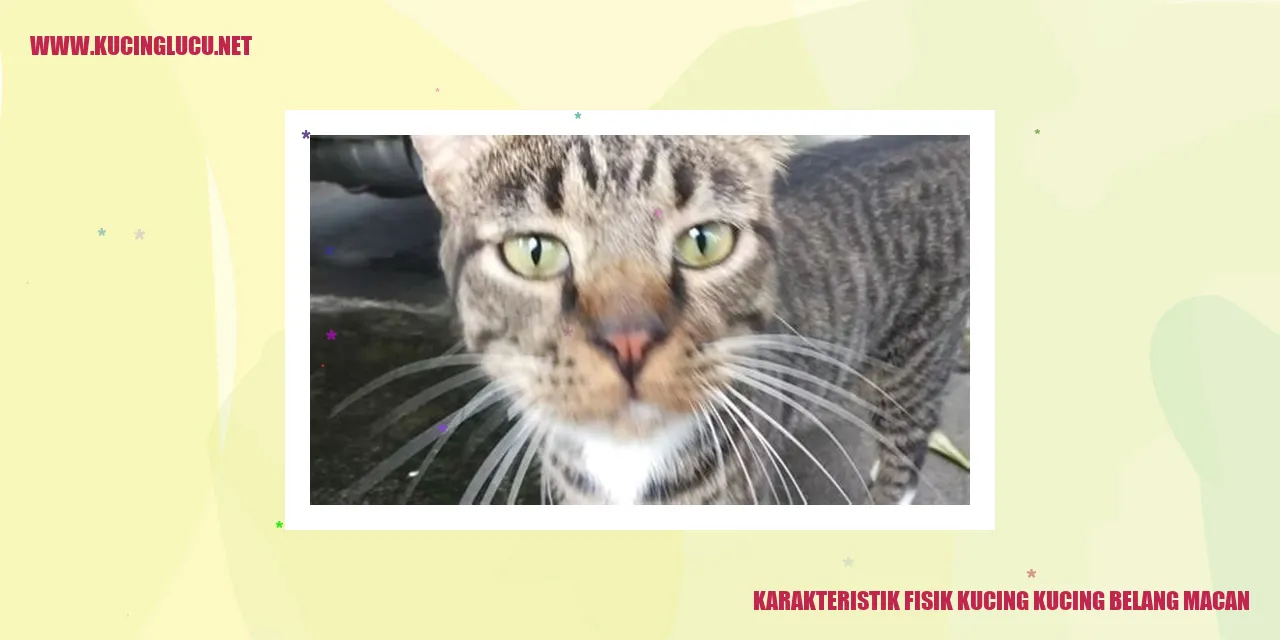 Kucing Belang Macan