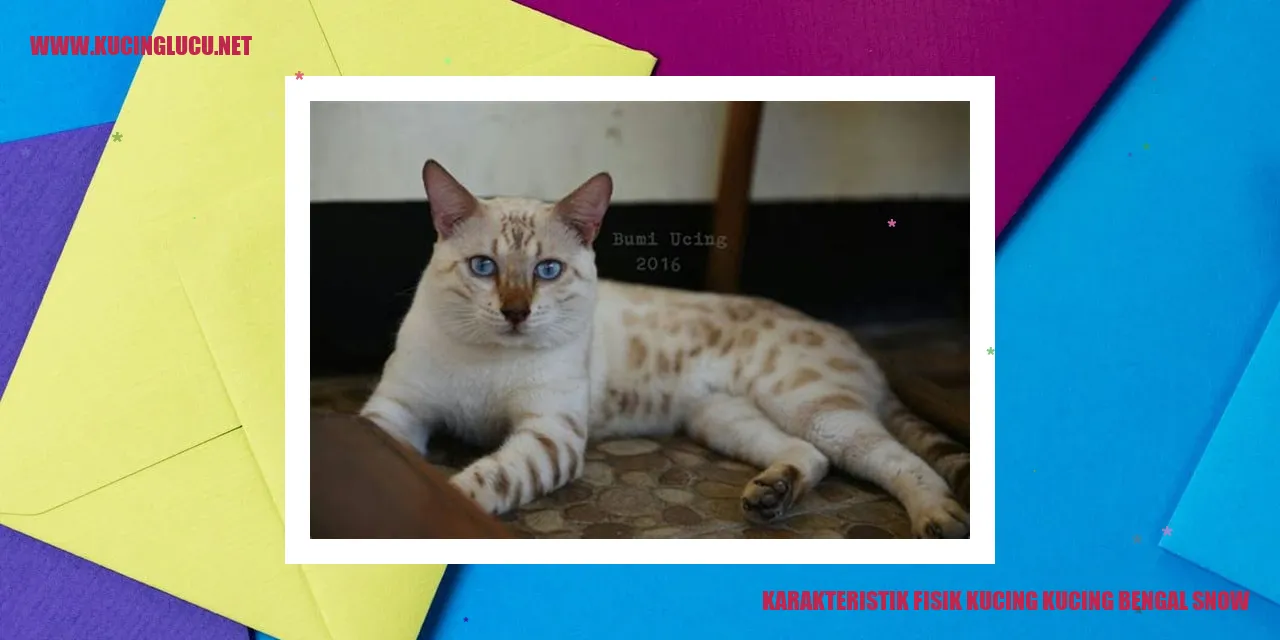 Kucing Bengal Snow