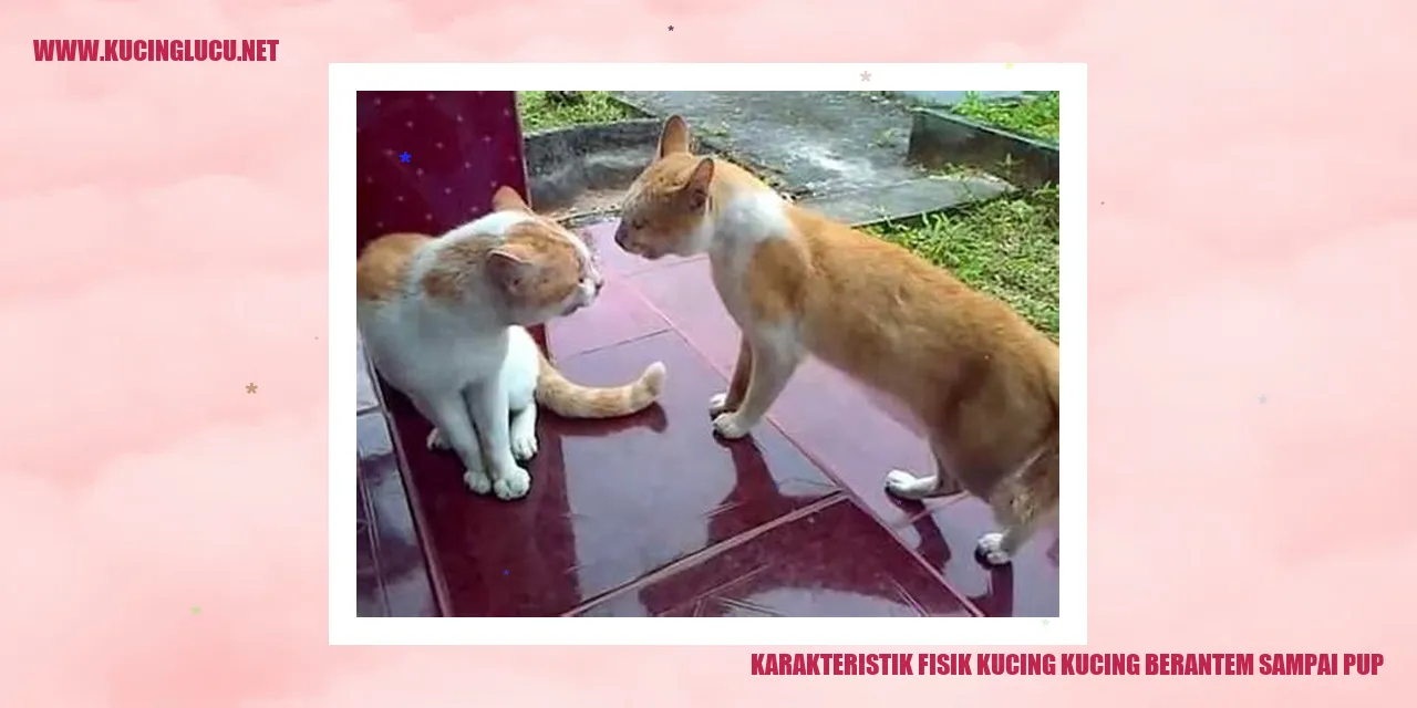 Karakteristik Fisik Kucing kucing berantem sampai pup