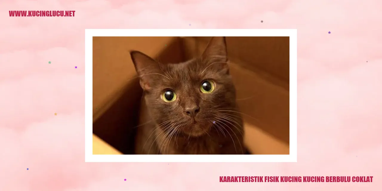 Kucing berbulu coklat