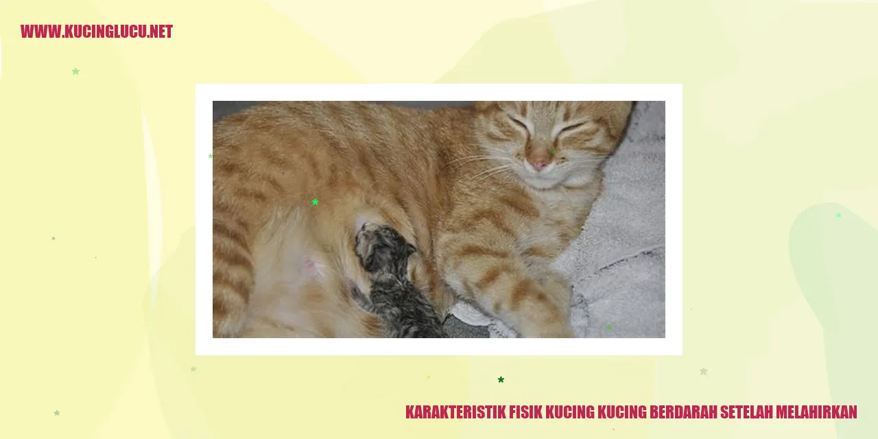 Karakteristik Fisik Kucing Setelah Melahirkan