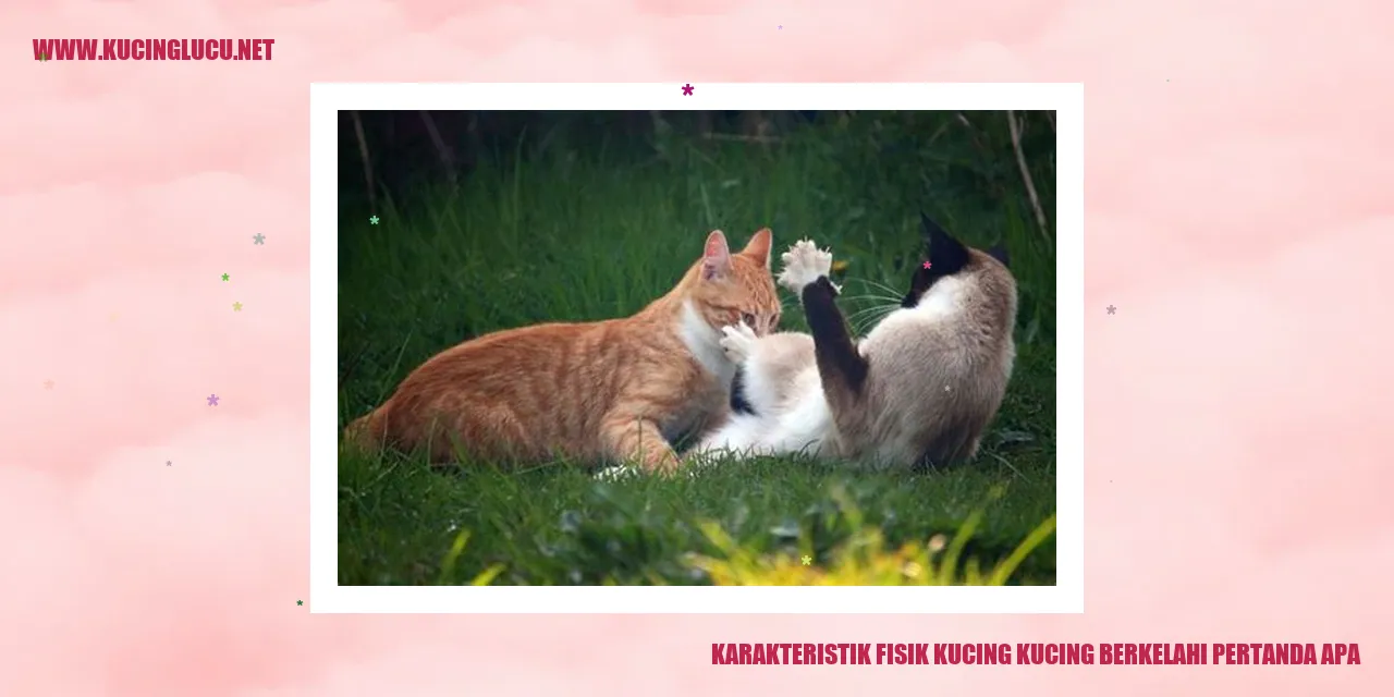 Ilustrasi kucing sedang berkelahi