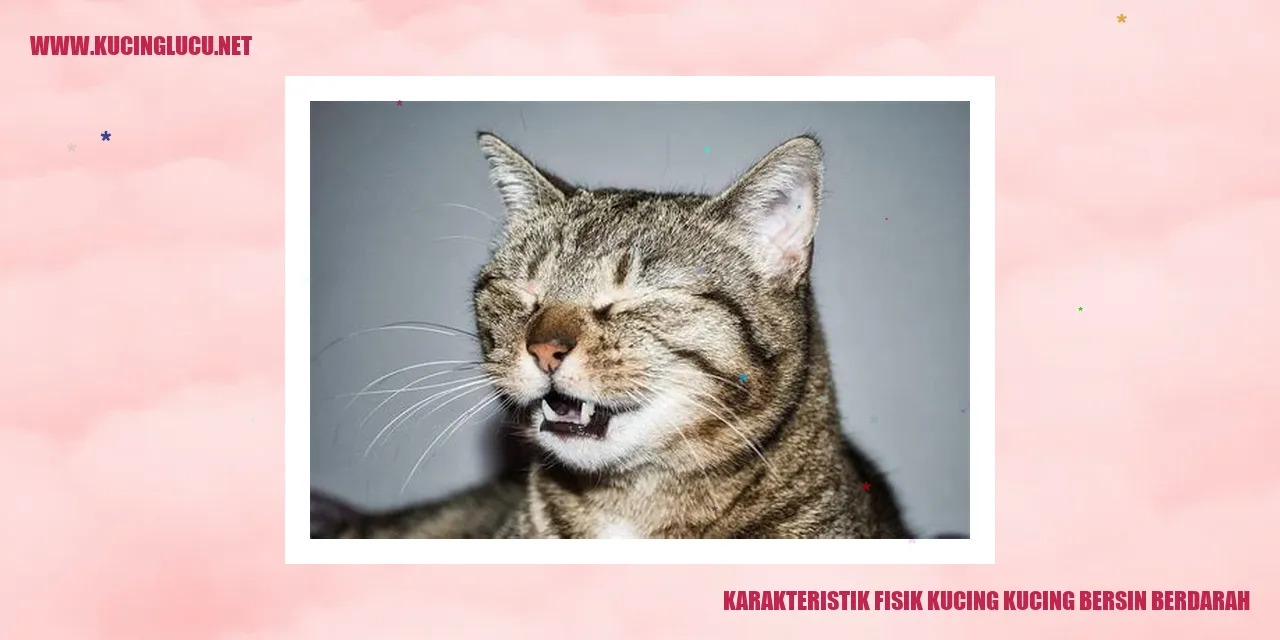 Kucing bersin berdarah