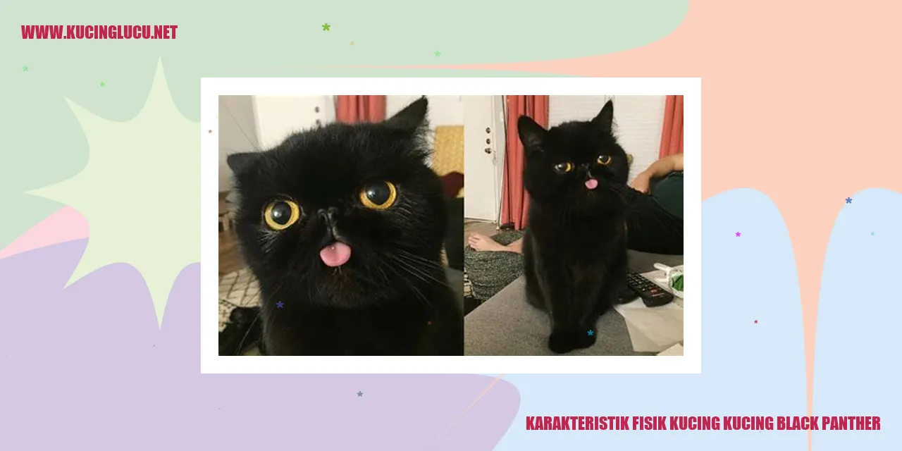 Karakteristik Fisik Kucing Black Panther
