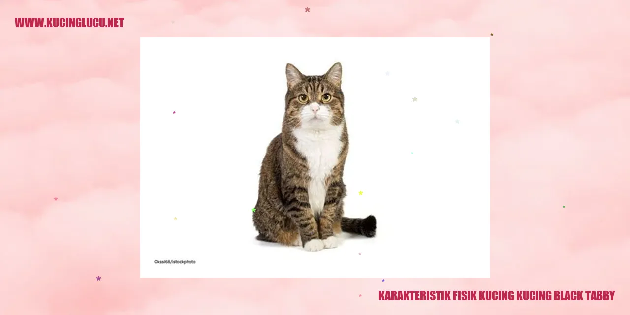 Karakteristik Fisik Kucing Black Tabby