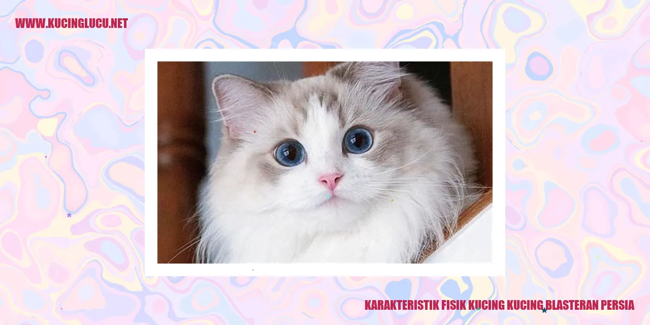 Karakteristik Fisik Kucing kucing blasteran persia
