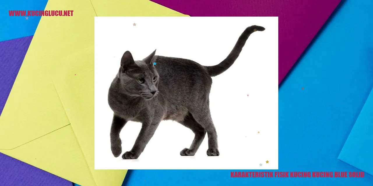 Karakteristik Fisik Kucing Blue Solid