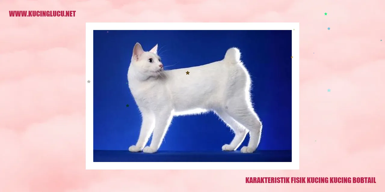 Kucing Bobtail yang Menggemaskan