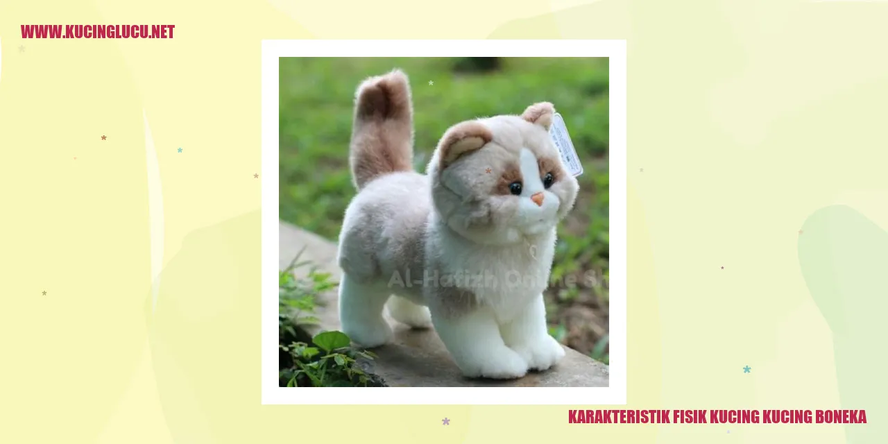 Karakteristik Fisik Kucing kucing boneka