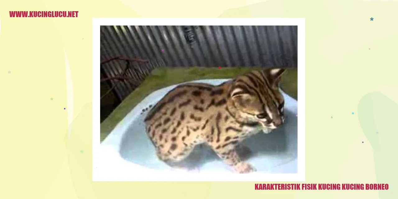 Gambar Kucing Borneo