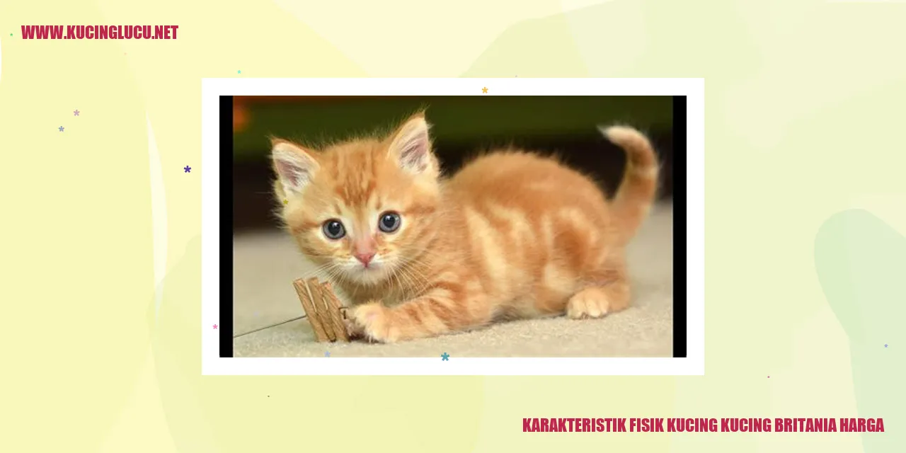 Gambar Kucing Britannia Shorthair