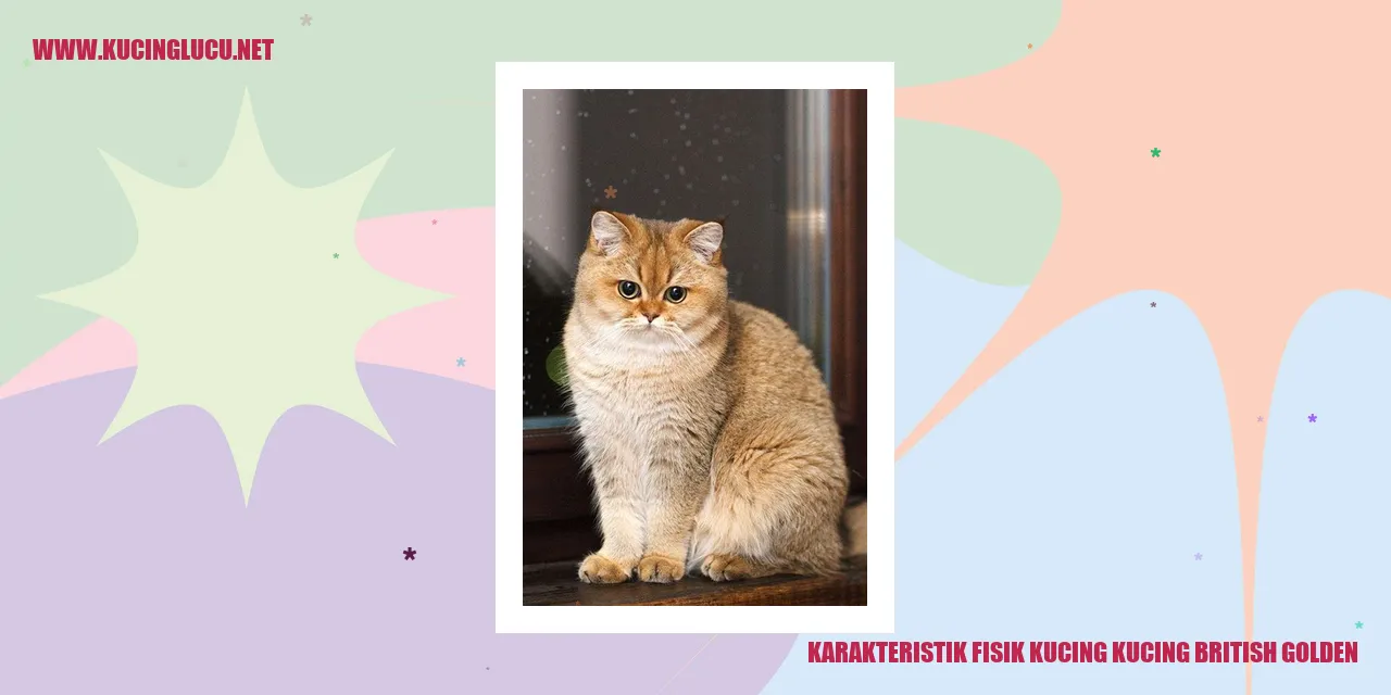 Kucing British Golden