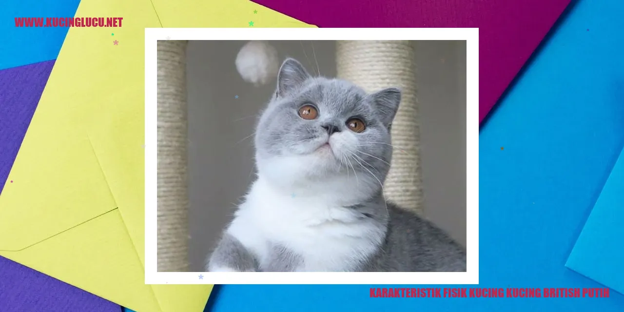 Gambar Kucing British Putih