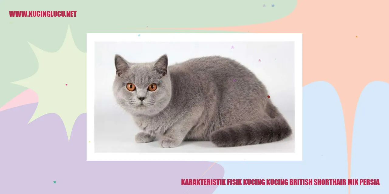 Karakteristik Fisik Kucing British Shorthair Mix Persia
