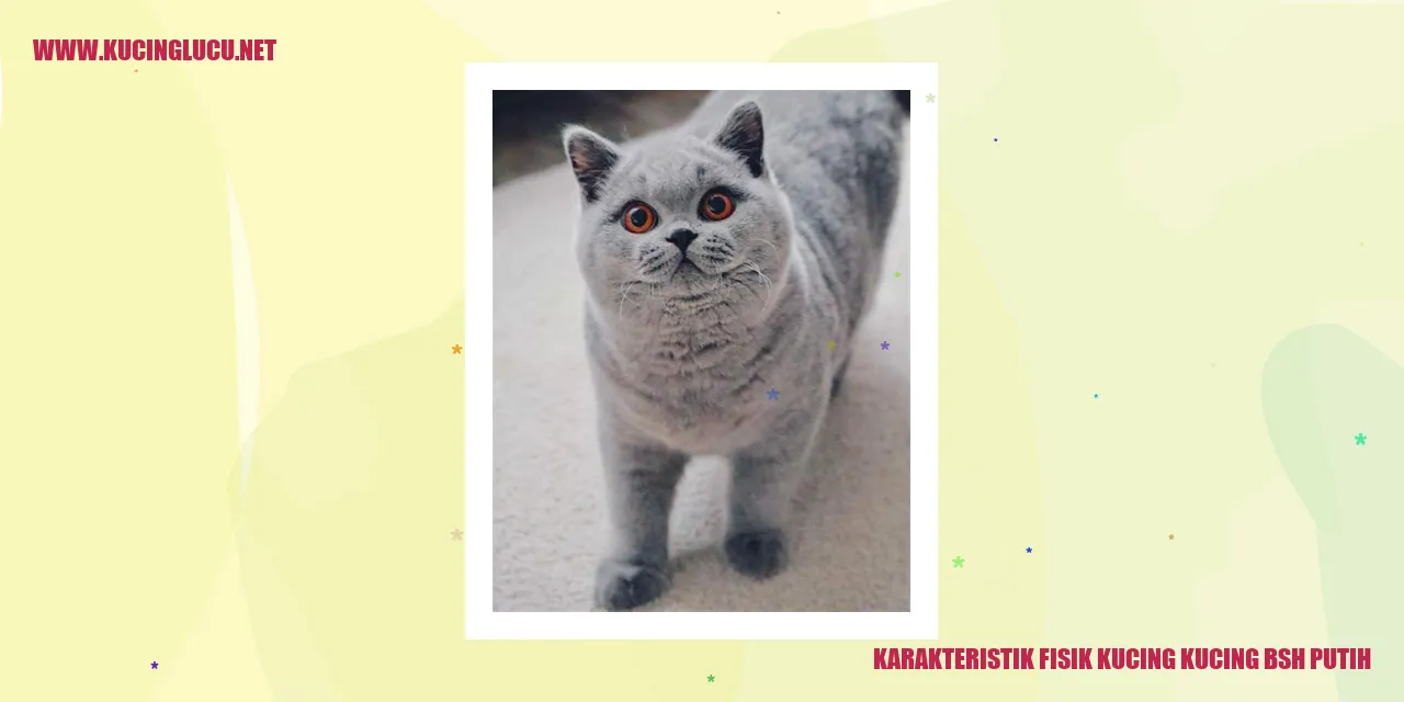 Karakteristik Fisik Kucing BSH Putih