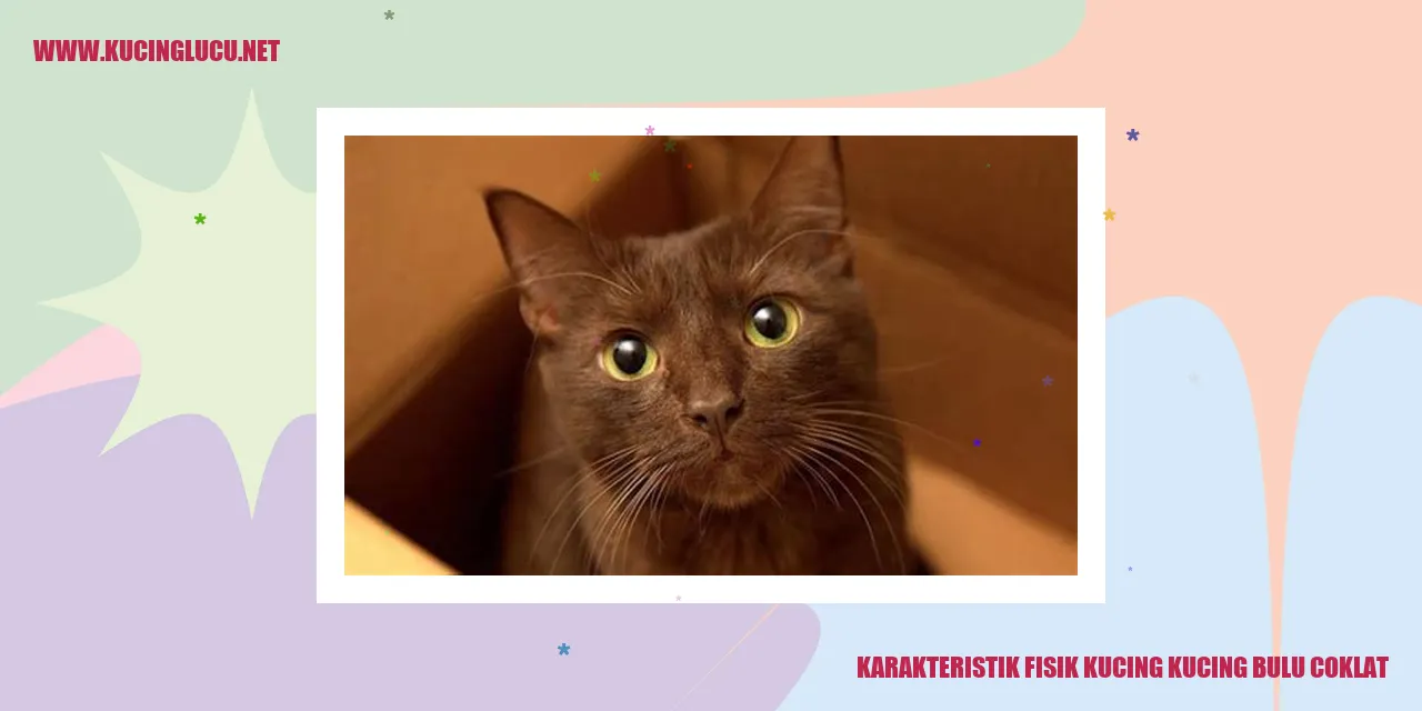 Kucing dengan bulu coklat