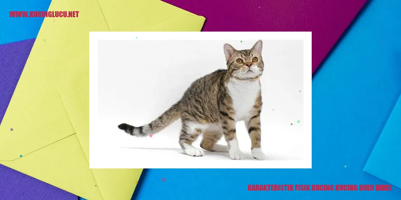 Kucing bulu hiris