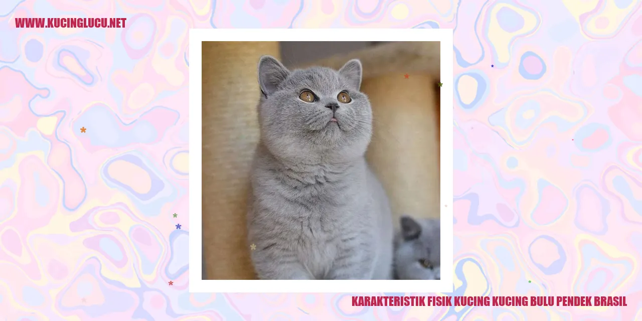 Kucing Bulu Pendek Brasil