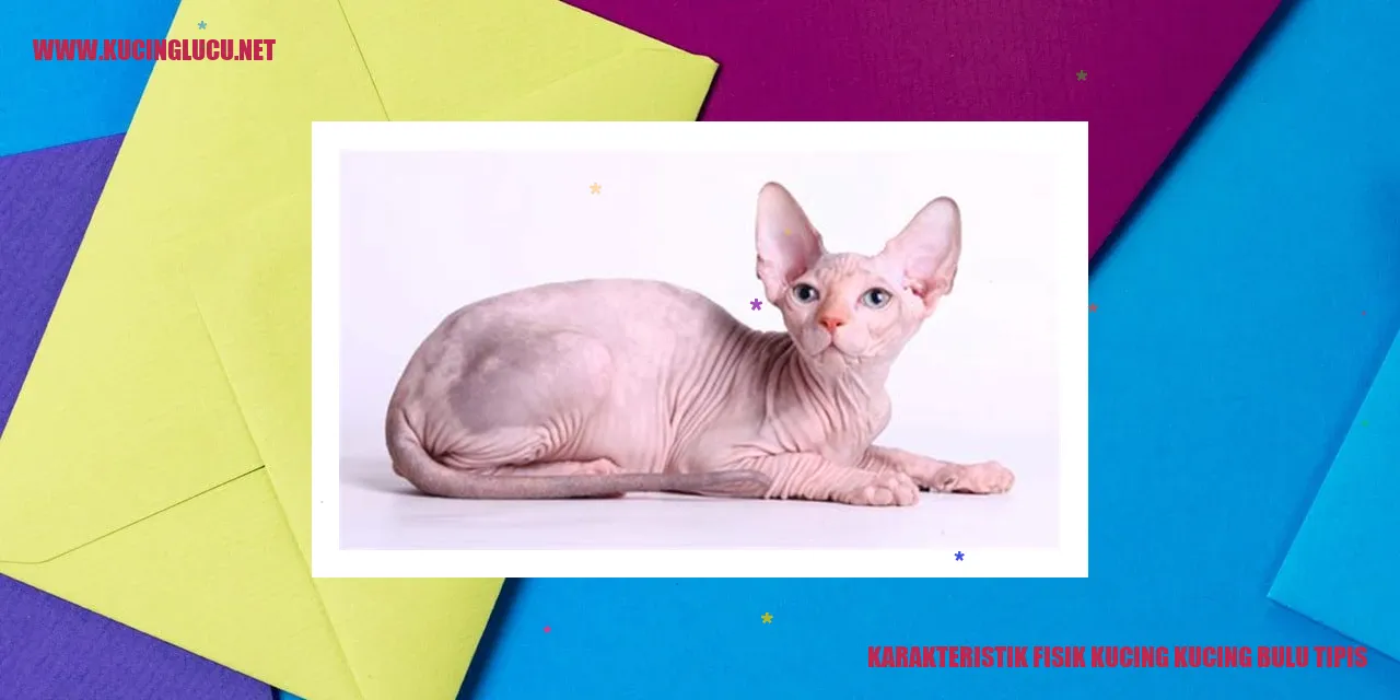 Karakteristik Fisik Kucing dengan Bulu Tipis