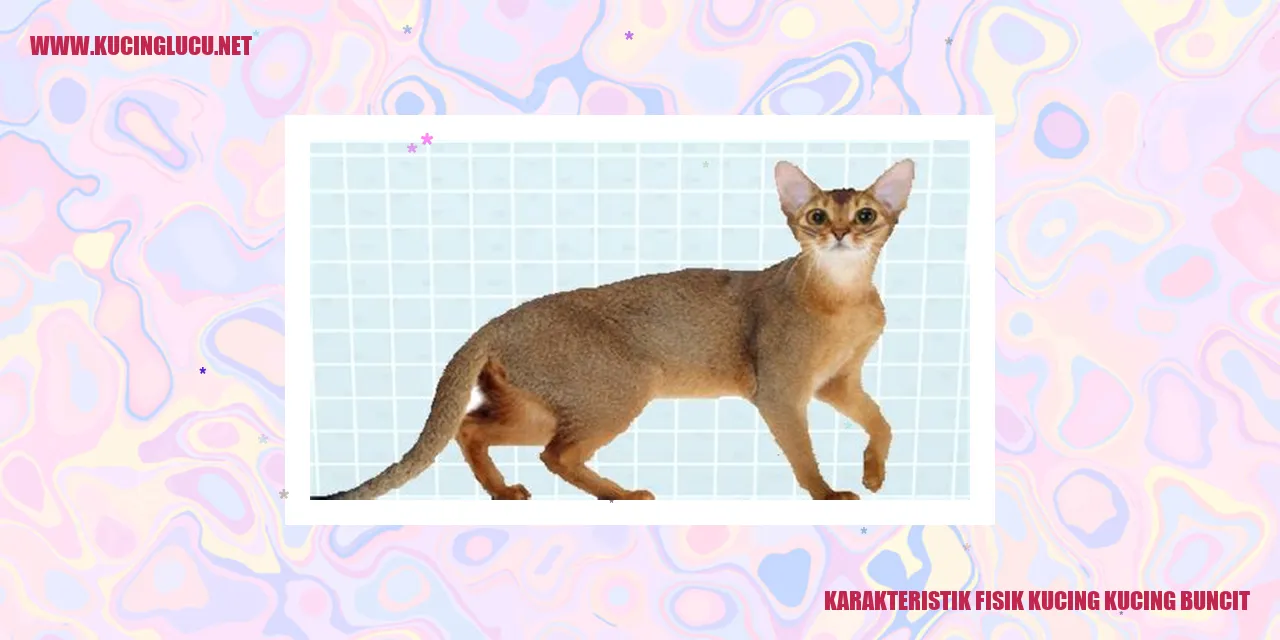 Kucing Buncit
