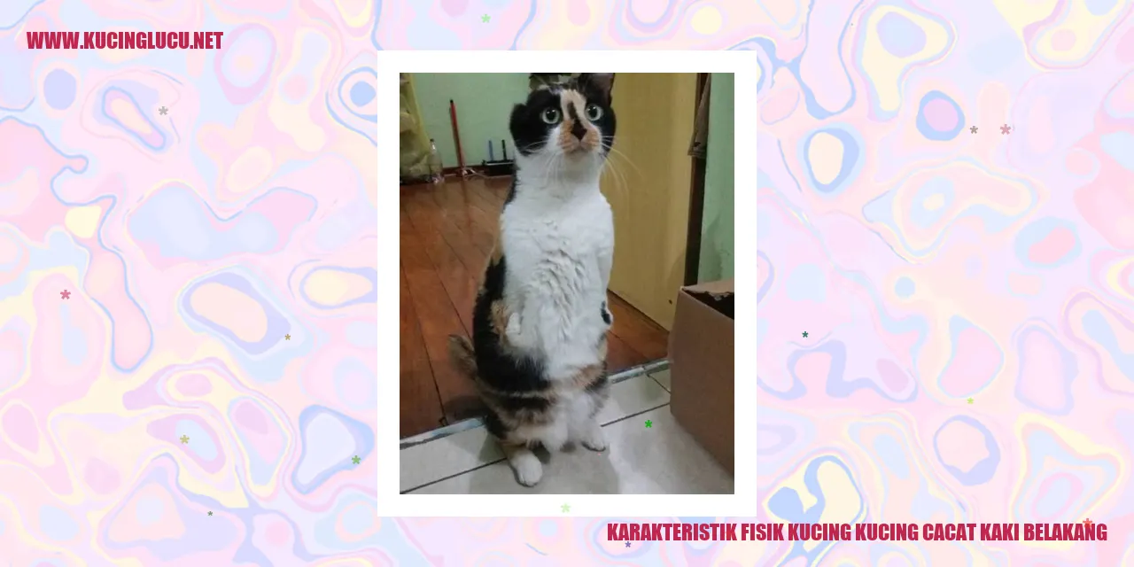 Kucing dengan Cacat pada Kaki Belakang