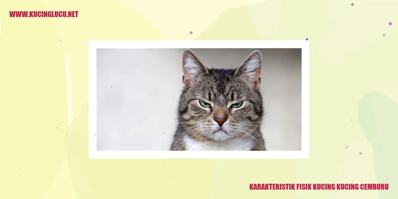 Karakteristik Fisik Kucing yang Cemburu