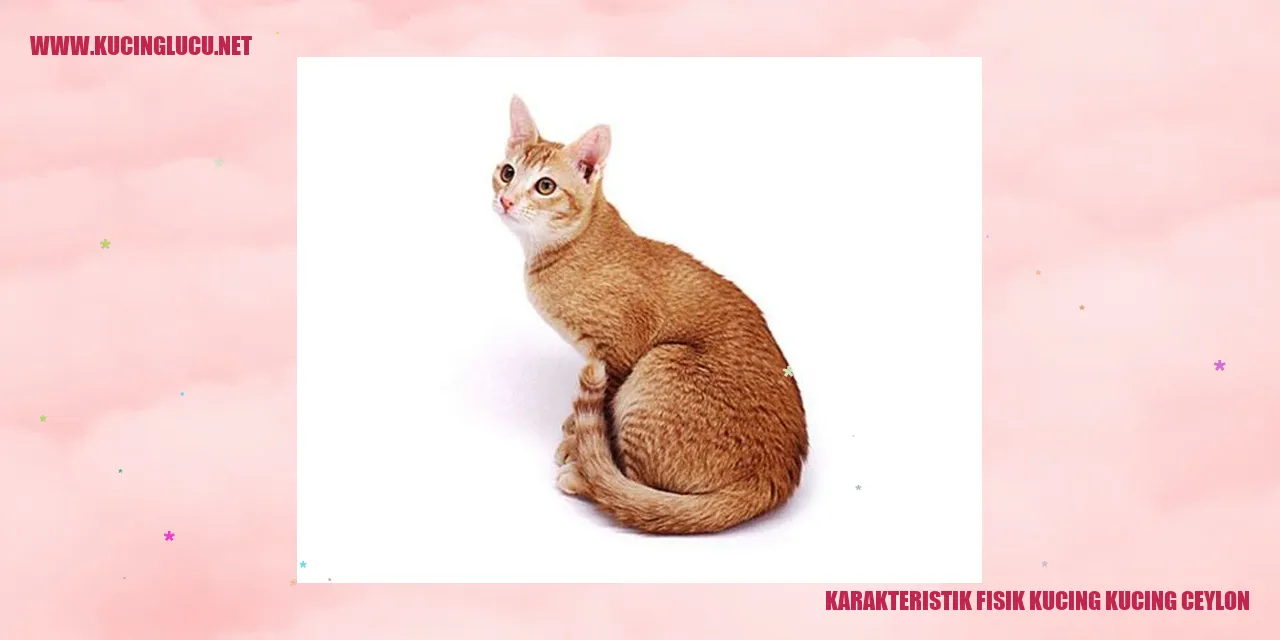 Karakteristik Fisik Kucing Ceylon