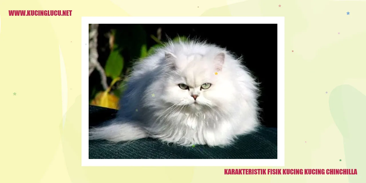 Karakteristik Fisik Kucing Chinchilla